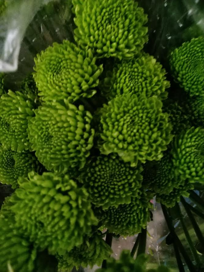 Pinochos