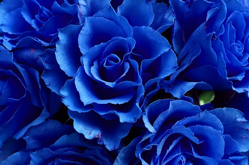 Rosas