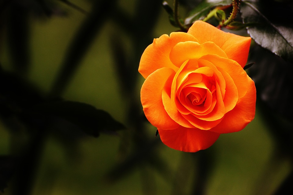 Rosas