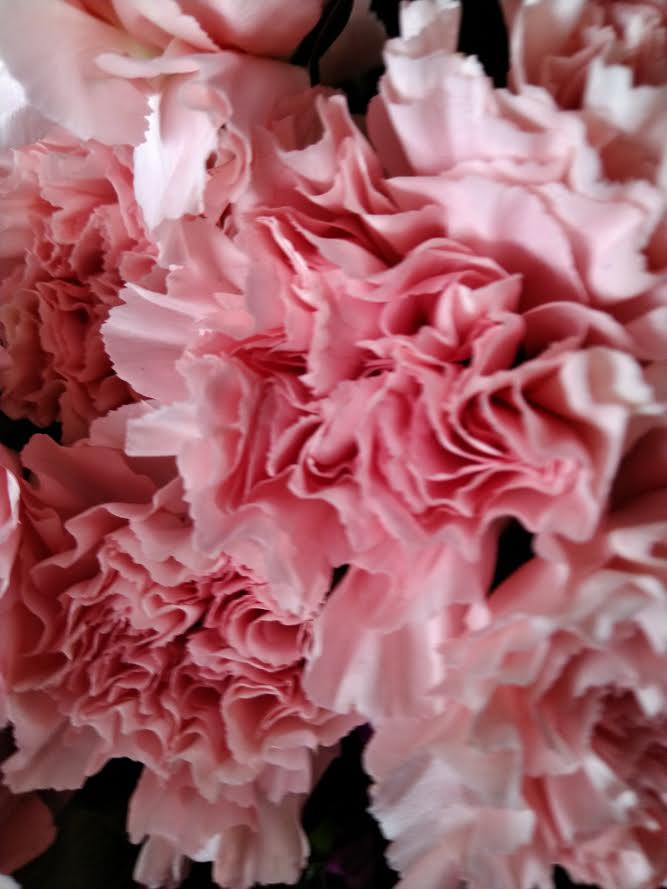 Clavel